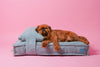 MEMORY FOAM DOG BED - ORTHOPEDIC, DURABLE, & HYPOALLERGENIC FOR ULTIMATE COMFORT