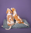 MEMORY FOAM DOG BED - ORTHOPEDIC, DURABLE, & HYPOALLERGENIC FOR ULTIMATE COMFORT